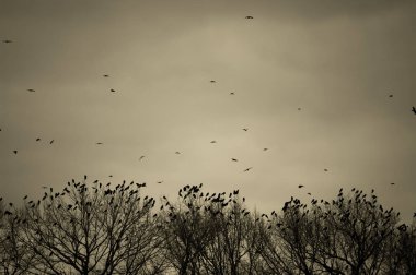 Gökyüzünde uçan kuşların silueti