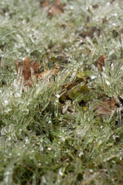 yeşil yosun yakın plan görünümü 