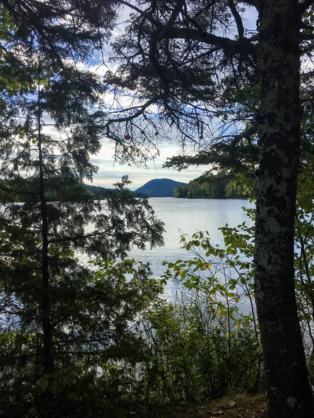 Trees Shore Lake — Stock Photo, Image