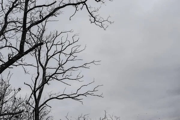 木の枝を空と共に — ストック写真