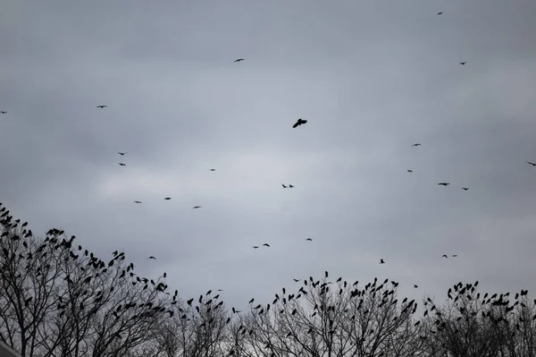 空を飛ぶ鳥の群れ — ストック写真