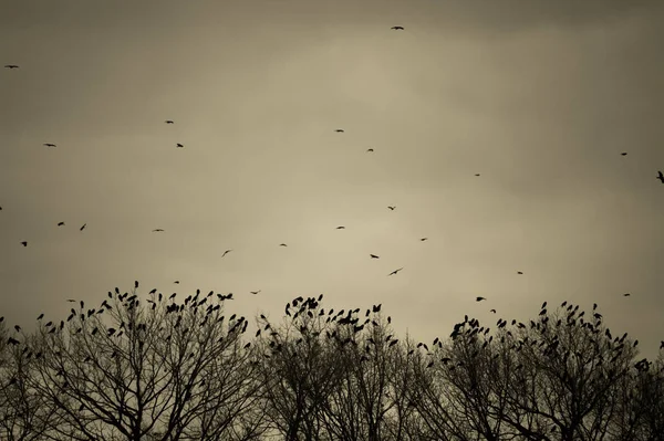 Silhuett Fåglar Som Flyger Himlen — Stockfoto