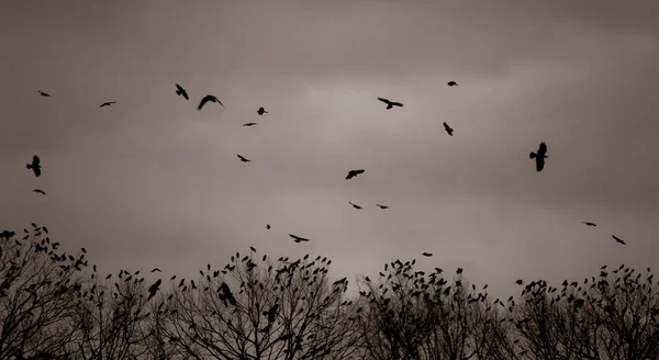 Kawanan Burung Terbang Langit — Stok Foto
