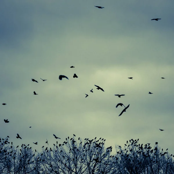 Kawanan Burung Terbang Langit — Stok Foto