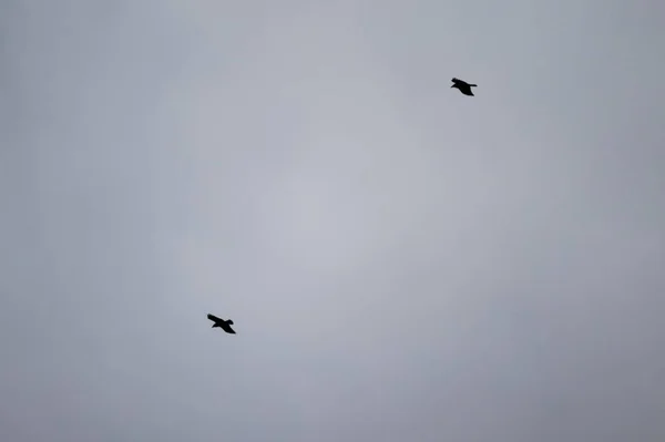 空を飛ぶ鳥のシルエット — ストック写真