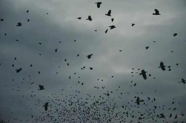 Silhouet Van Vogels Die Lucht Vliegen — Stockfoto