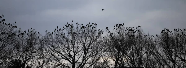 Дерева Небо Лісі Воронми Стокове Фото