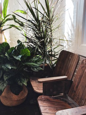 Eski ahşap sandalyeler ve arka plandaki saksılarda büyüyen bitkiler.