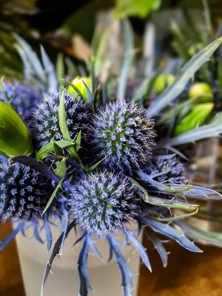 Green Plant Purple Cones Growing Brown Pot — Stock Photo, Image