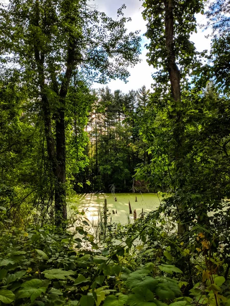 Little Green Pond Dense Forest Background 스톡 사진