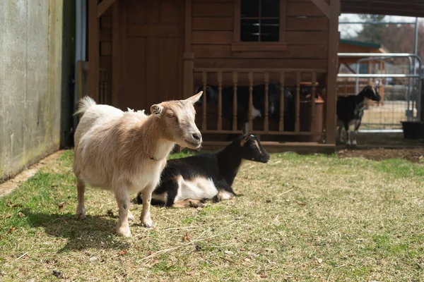 Goats Summer Farm 스톡 이미지
