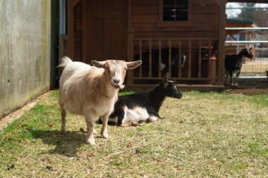 bir çiftlikte keçi