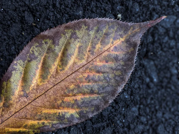 Close View Dried Leaf Falling Ground 로열티 프리 스톡 사진