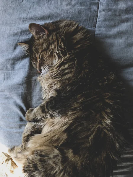 Maine Γάτα Ρακούν Ολίσθηση Καναπέ Φόντο — Φωτογραφία Αρχείου