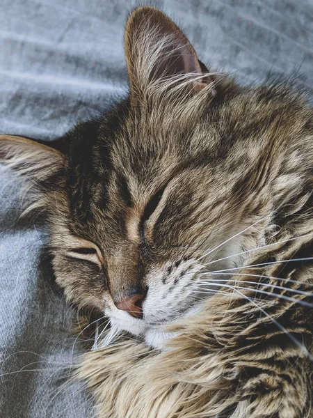 Maine Rakun Kedi Kanepede Kayıp Düşüyor — Stok fotoğraf