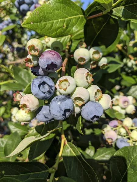 Ripe Blueberries Growing Tree Branches Garden Background 로열티 프리 스톡 이미지