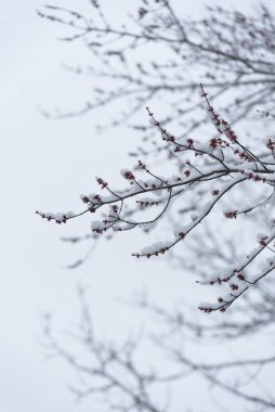 Kışın karla kaplı çıplak ağaç dallarına yakın.