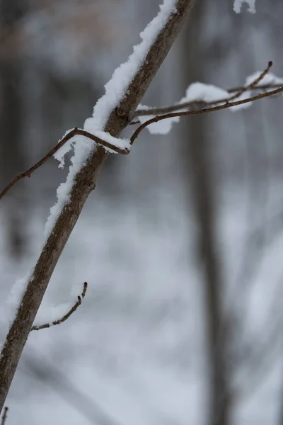 Ветви Деревьев Снегом Зимой — стоковое фото
