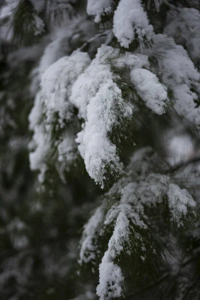 Träd Grenar Med Snö Vintern — Stockfoto