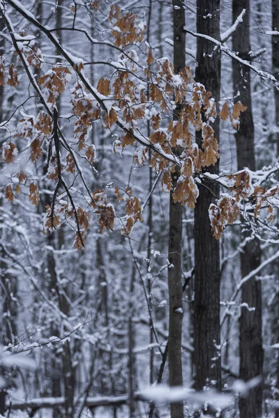 Vinterskog Med Snötäckta Träd — Stockfoto