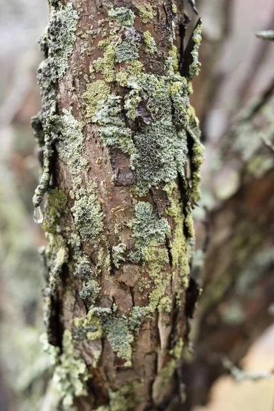 Fechar Com Bardo Árvore Com Musgo — Fotografia de Stock