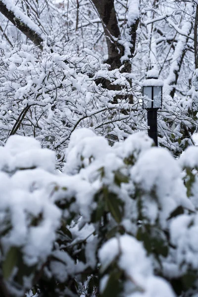 Closeup Bare Tree Branches Covered Snow Winter — Stock Photo, Image