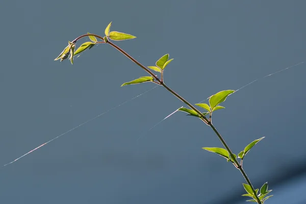 Ramo de uma árvore com teia de aranha — Fotografia de Stock