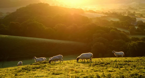Стадо овец пасущихся на рассвете — стоковое фото
