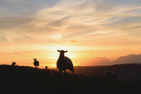 群羊放牧在日出 免版税图库照片