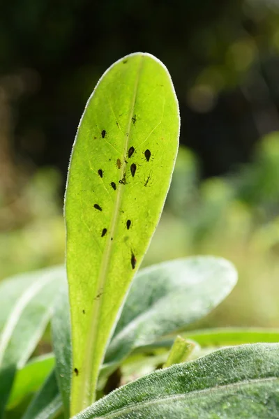 Folha verde com insetos — Fotografia de Stock