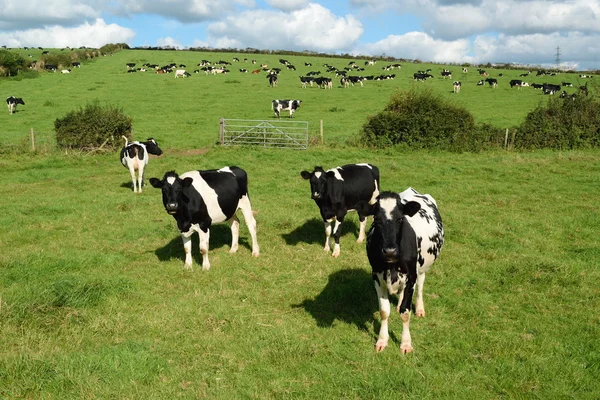 Cows graze on a farmland in Dorset — Stock Photo, Image