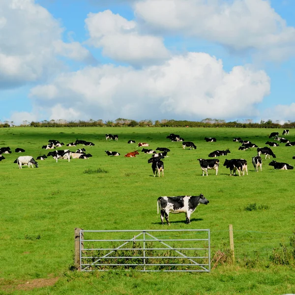 Kühe grasen auf einem Ackerland in Dorset — Stockfoto