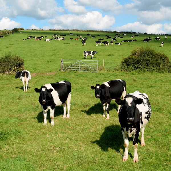 奶牛放牧在多塞特郡的农田 免版税图库图片