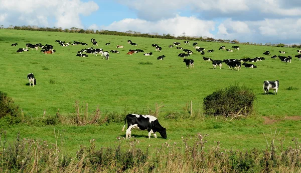 Kühe grasen auf einem Ackerland in Dorset Stockbild