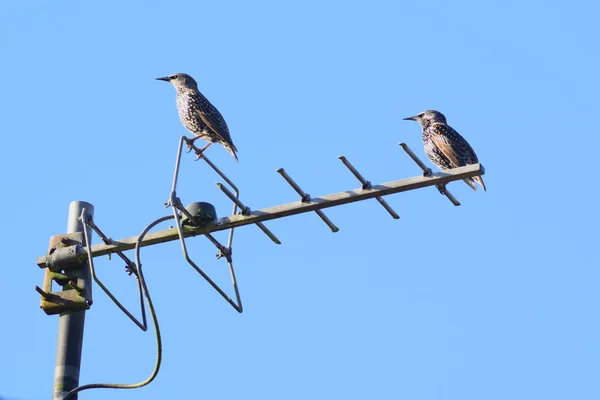 Starlings standing on an aerial — Stockfoto