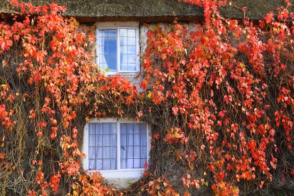 Casa ricoperta di edera rossa — Foto Stock