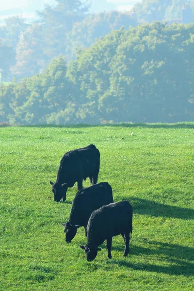 Kühe weiden auf einem Ackerland — Stockfoto