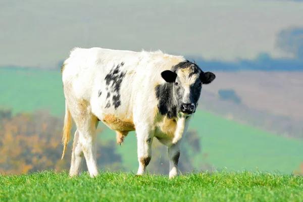 Kühe weiden auf einem Ackerland — Stockfoto