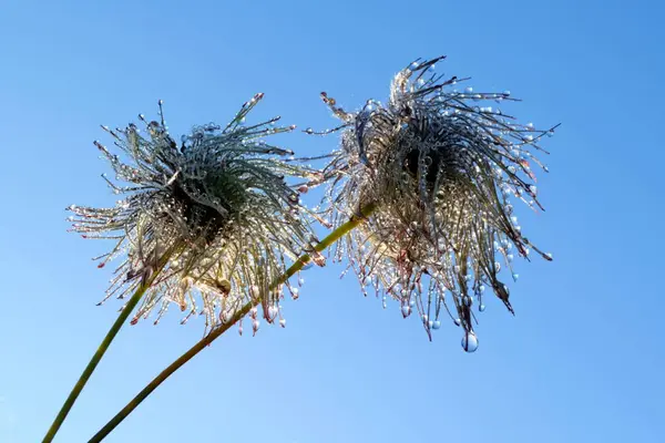 Teste pelose di autunno clematide fioritura — Foto Stock