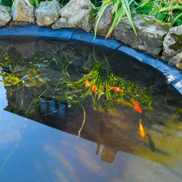 Detalle de estanque con peces — Foto de Stock