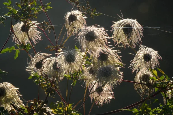 Hairy heads of autumn flowering clematis — Stock Photo, Image