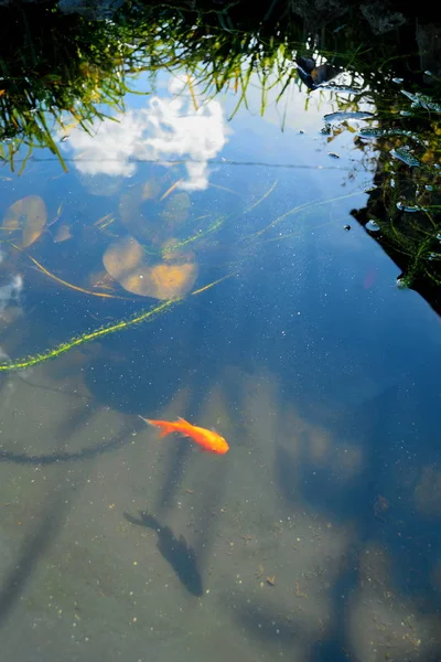 魚が付いている池の詳細 — ストック写真