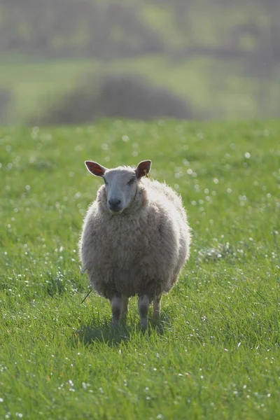 Ovelhas em uma terra de fazenda — Fotografia de Stock