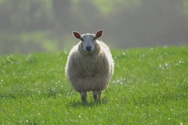 Moutons sur une terre agricole — Photo