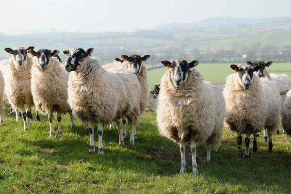 Ovelhas em uma terra de fazenda — Fotografia de Stock