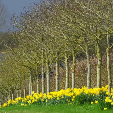 Nergis ile ağaçlarının satır