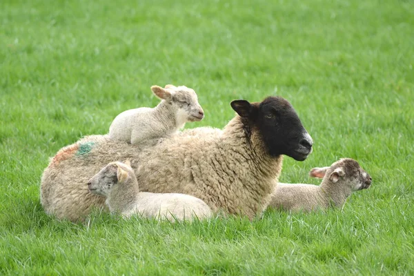 Jeune agneau reposant sur les moutons — Photo