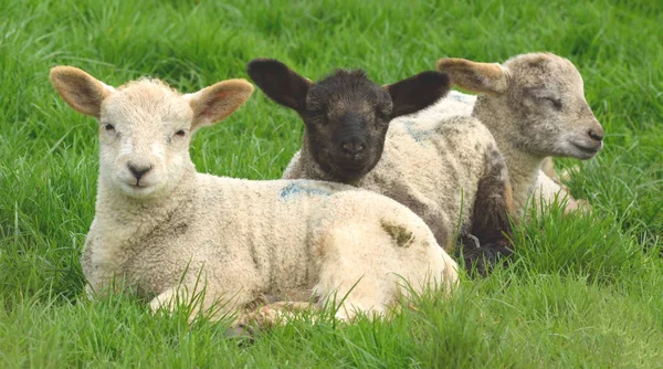 Trois jeunes agneaux — Photo