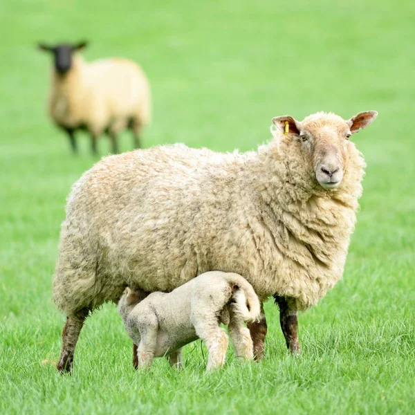 Овцы кормят ягненка — стоковое фото