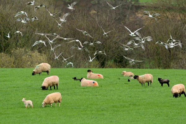 Rebanho de gaivotas voando acima do rebanho de ovelhas — Fotografia de Stock